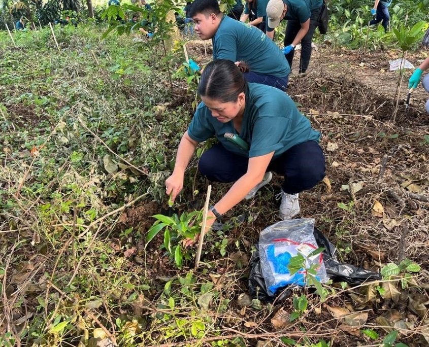 A woman squatting on the ground in a leaf and weed covered dirt as she plants a tree. There are people behind her also planting and clearing ground brush.